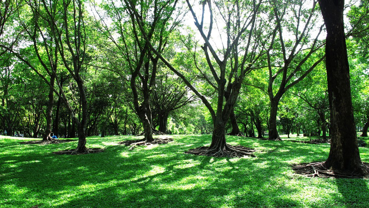 Park - Bhuddamonton