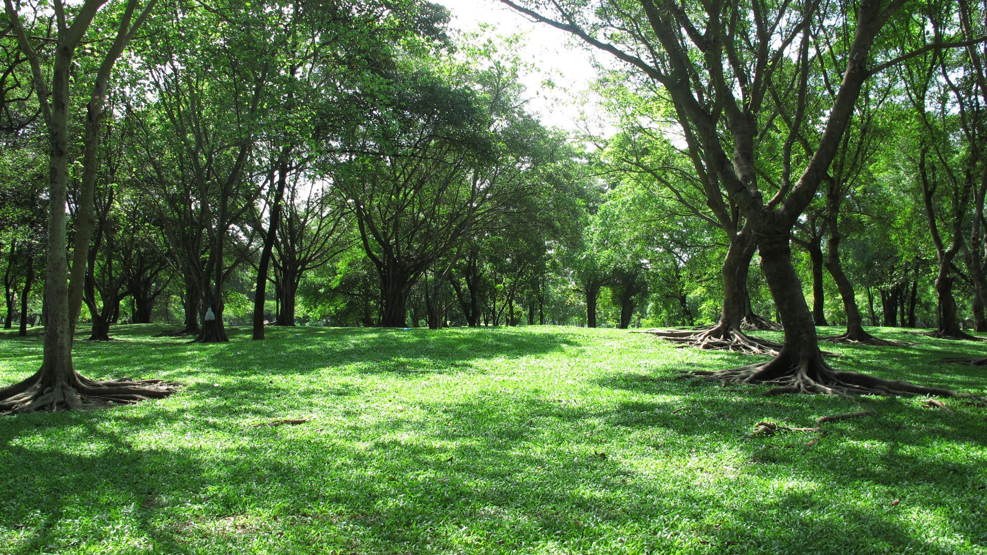 Park option 3  Bhuddamonton