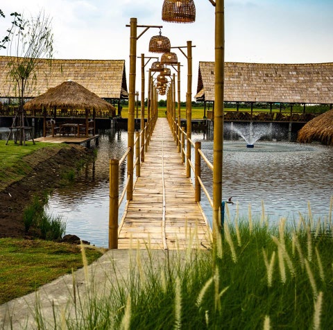 Rice Field View Cafe Nakhon Pathom