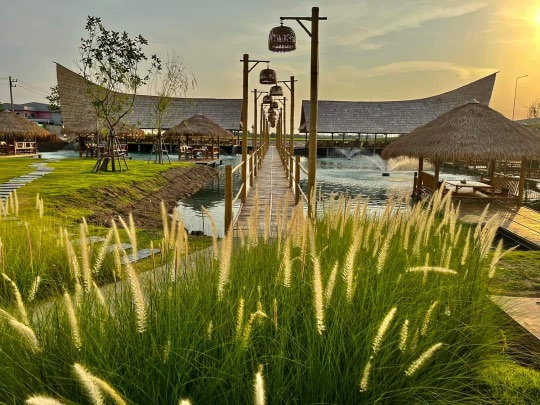 Rice Field View Cafe Nakhon Pathom