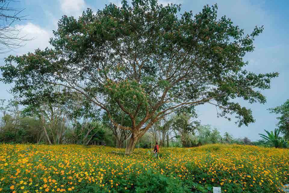 Doawkrajai garden