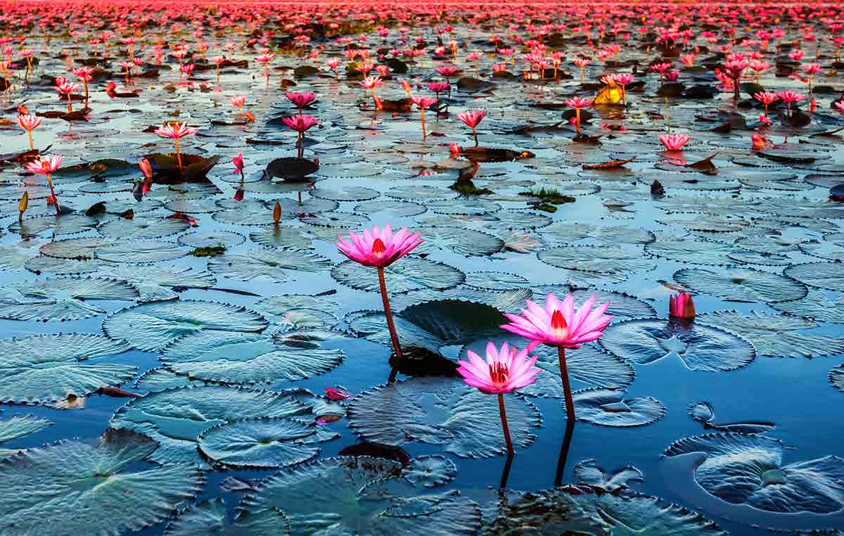 Red Lotus Floating Market