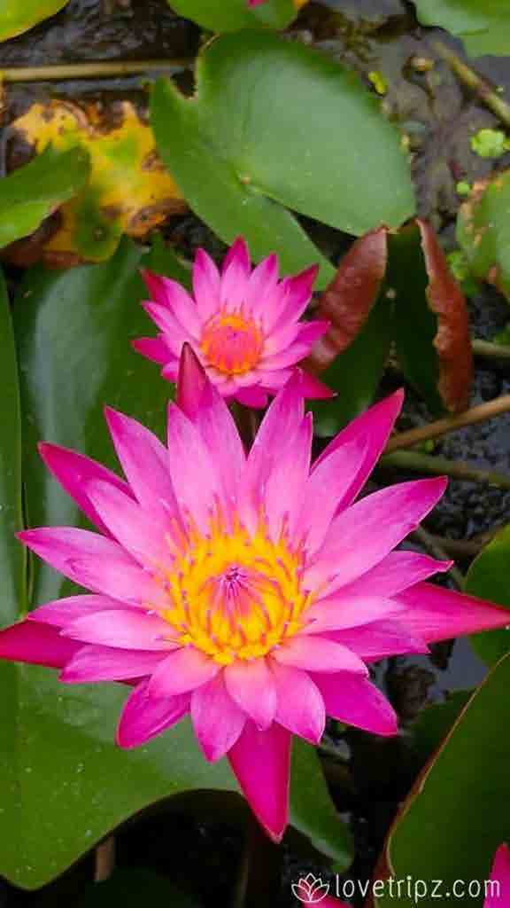 Red Lotus Floating Market