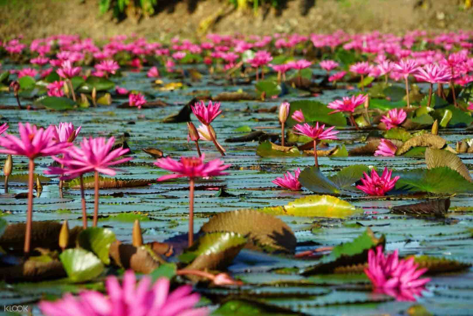 Red Lotus Floating Market