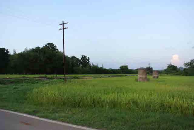 RAIL GREEN GRASS