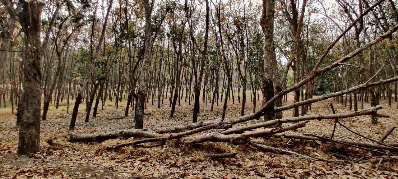 Forest