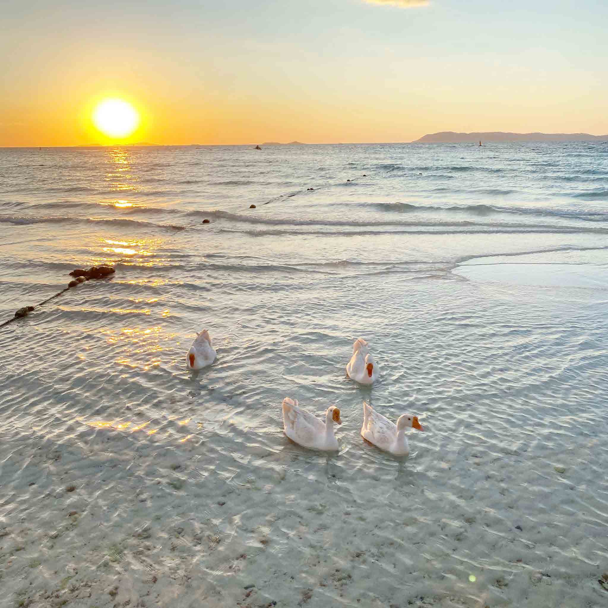 Thandara Koh larn