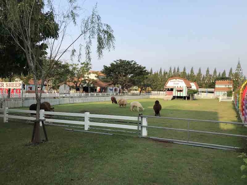 Swiss Sheep Farm Pataya