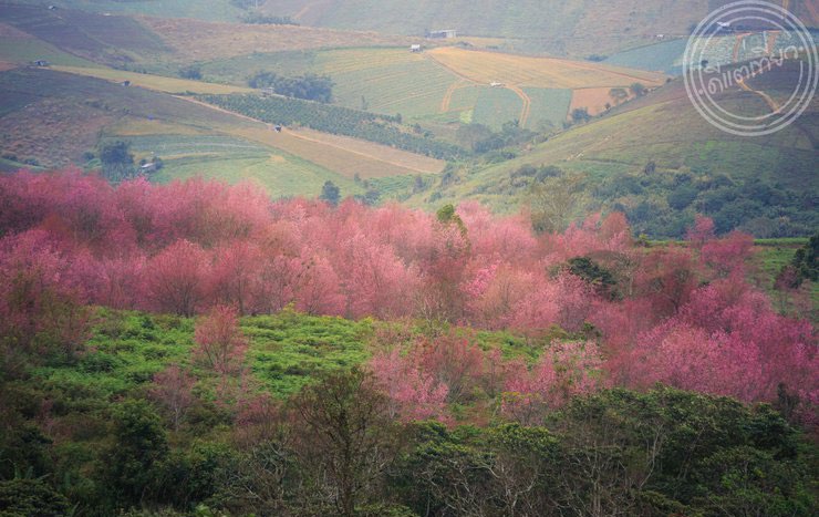 Phu lom lo