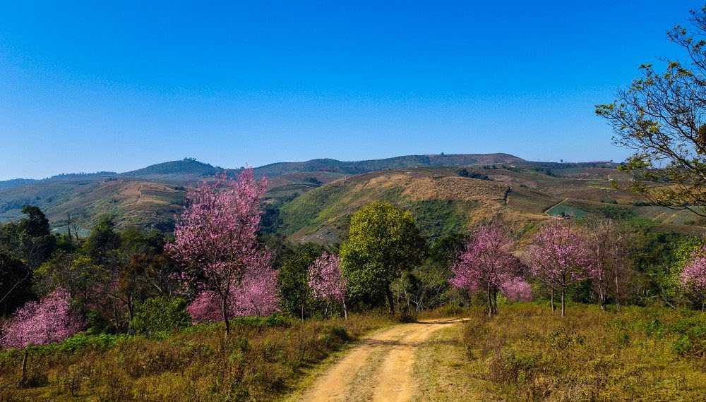 Phu lom lo