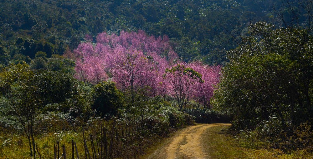 Phu lom lo