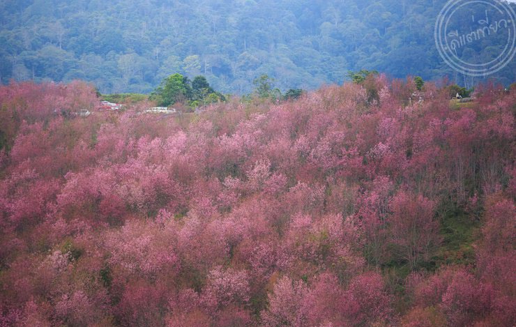 Phu lom lo