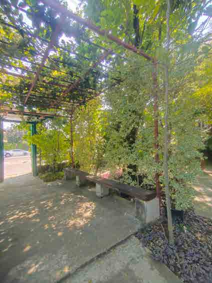 Papaya Studio