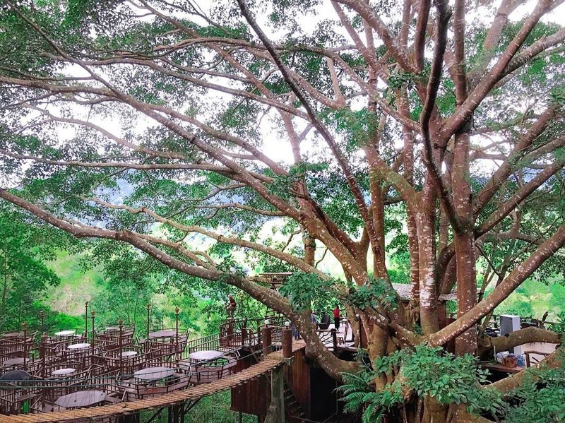The Giant chinag mai