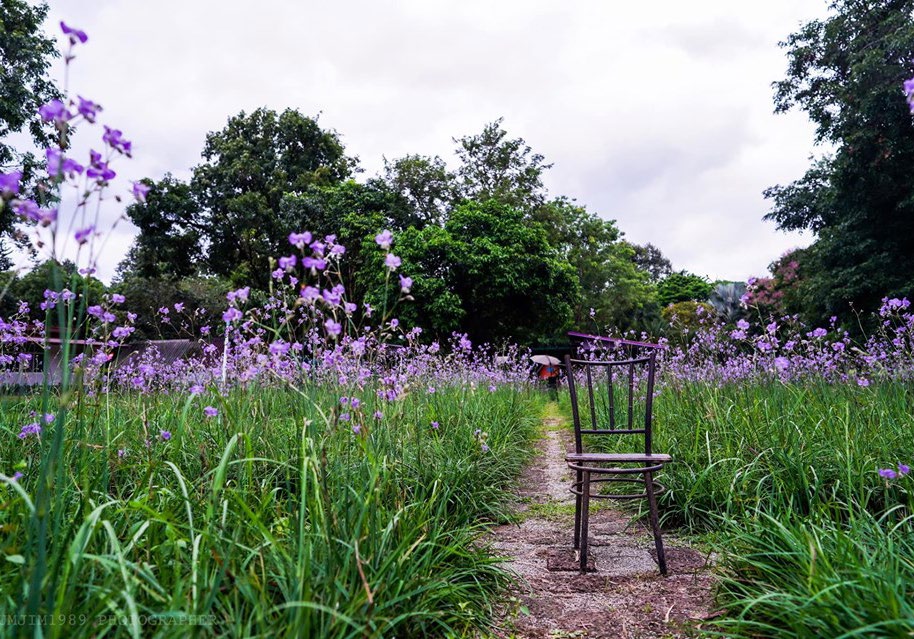 A field of purple crested jasmine flowers