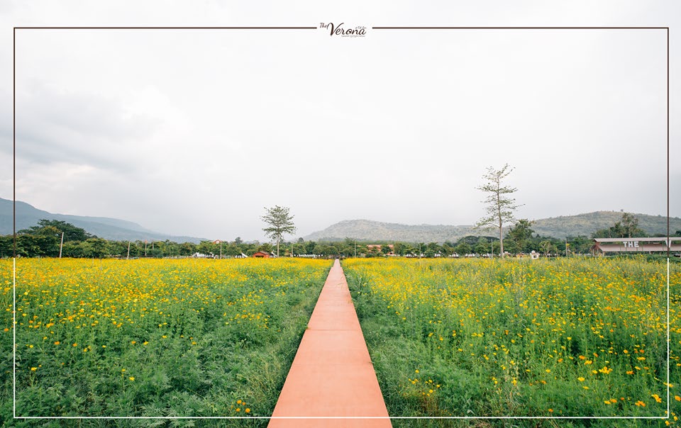 Cosmos flower fields in full bloom