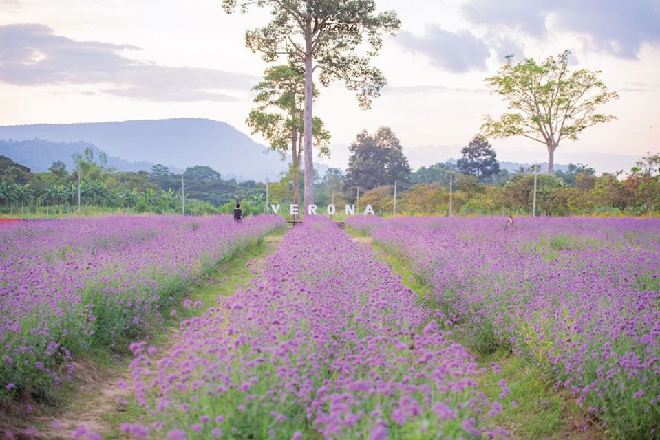 Verbena flower field in Verona, Thap Lan