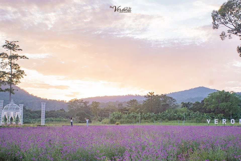 Verbena flower field in Verona, Thap Lan