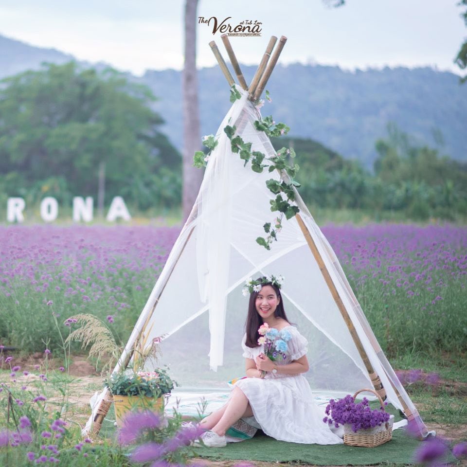 Verbena flower field in Verona, Thap Lan