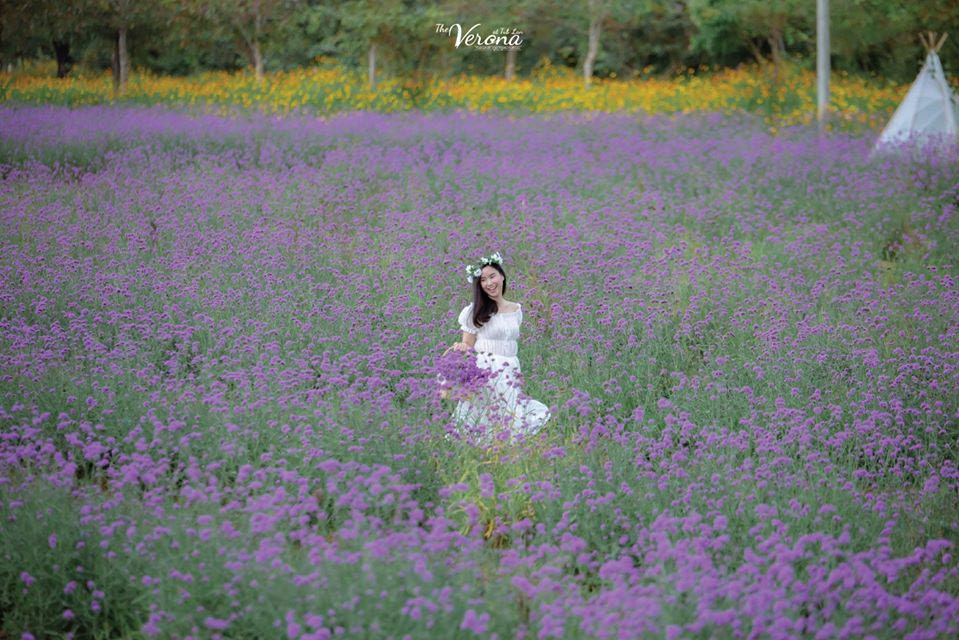 Verbena flower field in Verona, Thap Lan