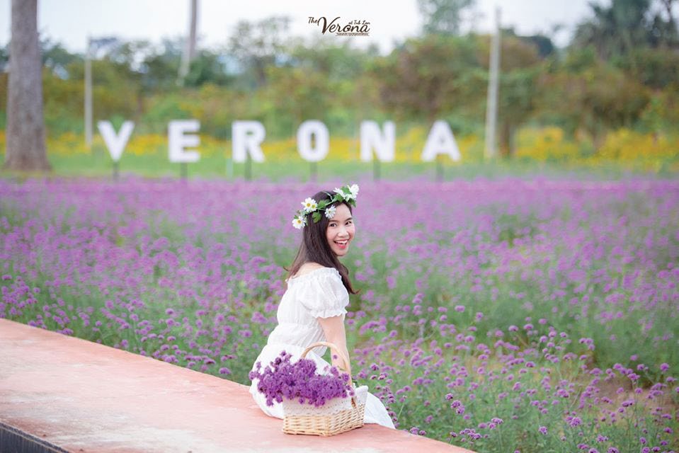 Verbena flower field in Verona, Thap Lan
