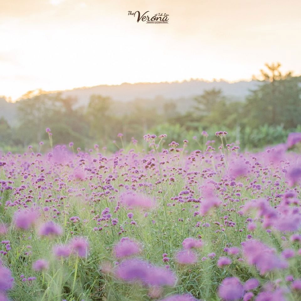 Verbena flower field in Verona, Thap Lan