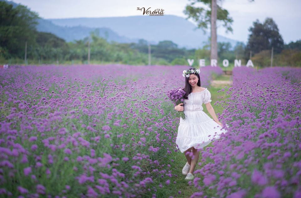 Verbena flower field in Verona, Thap Lan