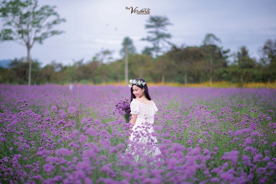 Verbena flower field in Verona, Thap Lan