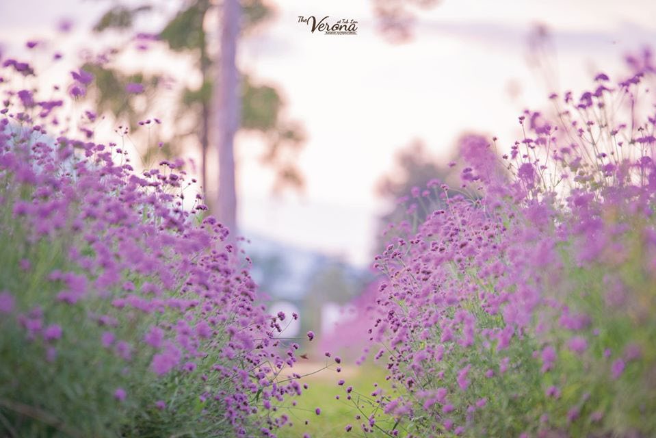 Verbena flower field in Verona, Thap Lan