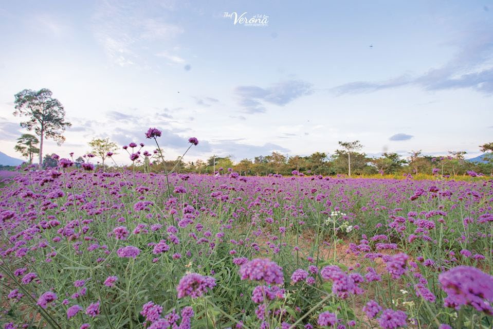 Verbena flower field in Verona, Thap Lan