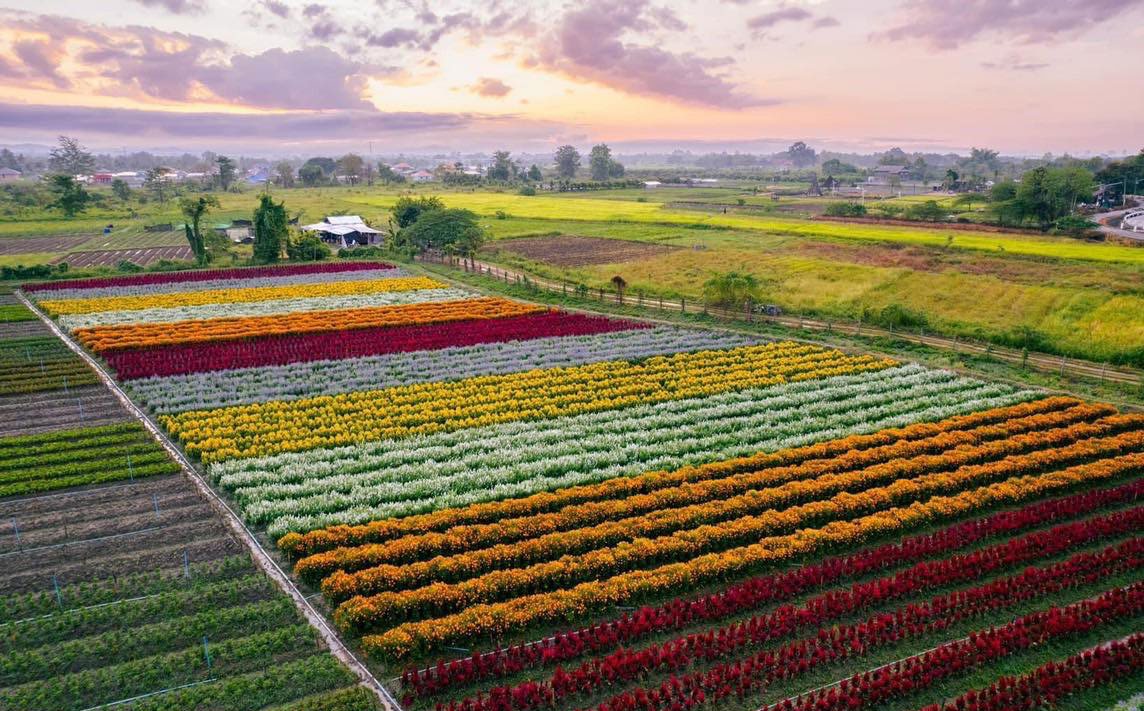 I Love Flower Farm Chiang Mai