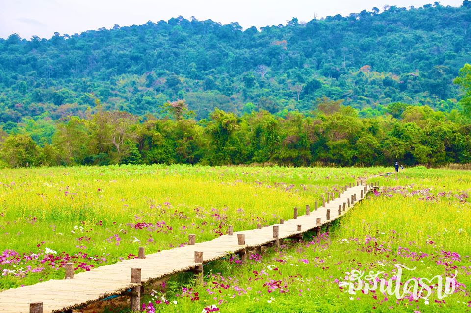 Gap Organic photo 1