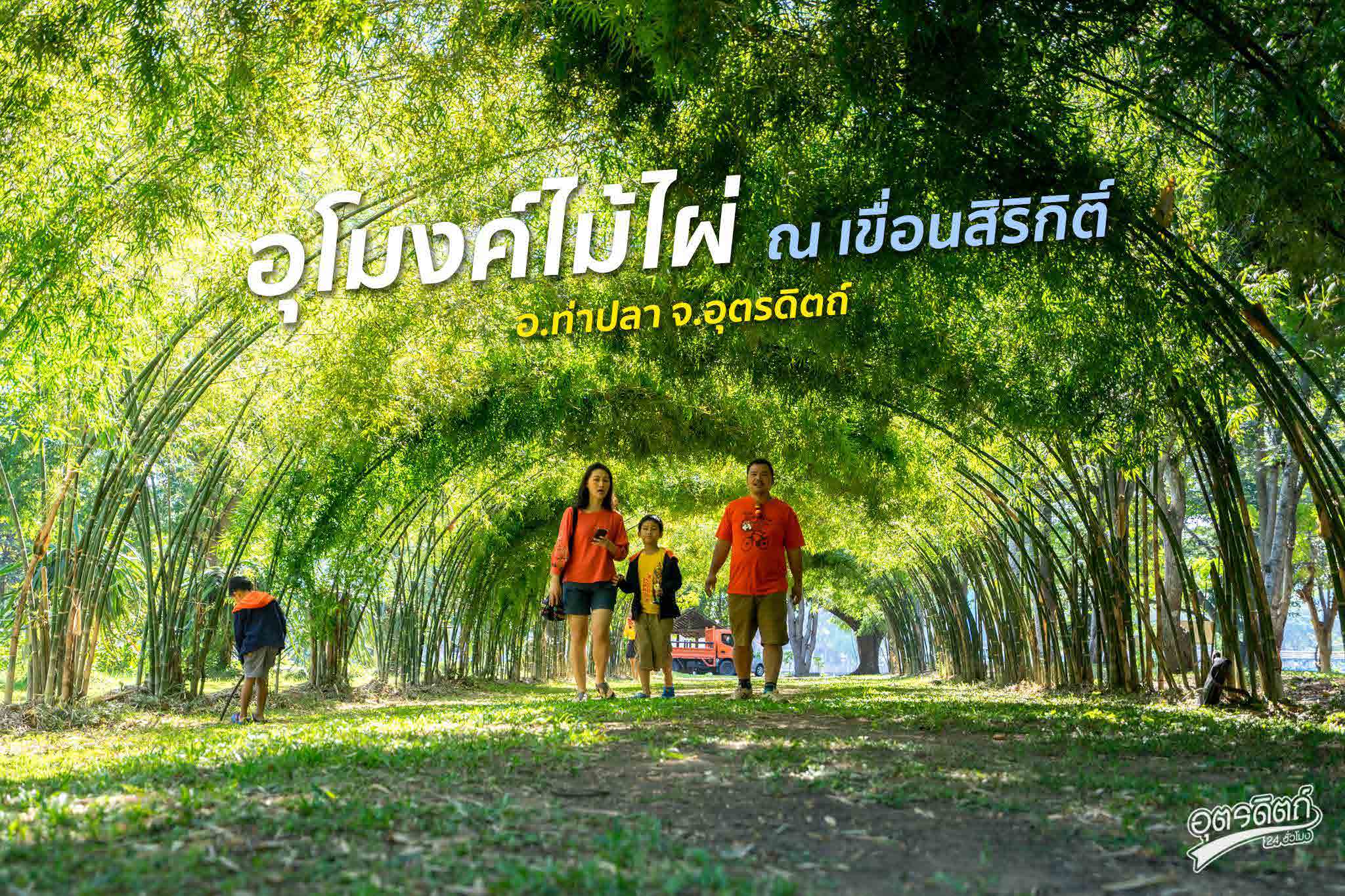 bamboo place